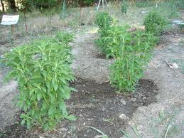 Small stevia plantation